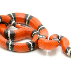 sinaloan milk snake