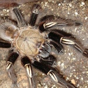 skeleton leg tarantula