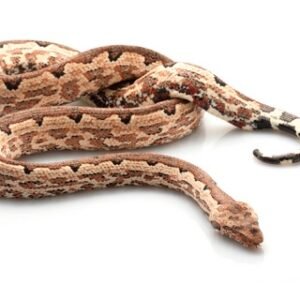 solomon island ground boa