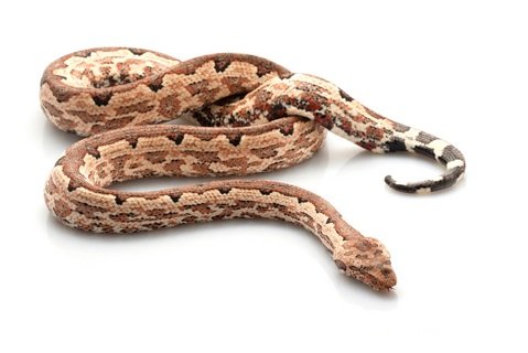 solomon island ground boa