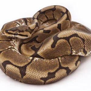spider ball python