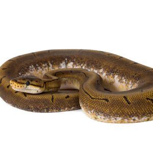 spinner ball python