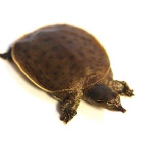 spiny softshell turtle