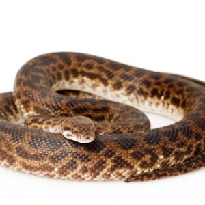 spotted python