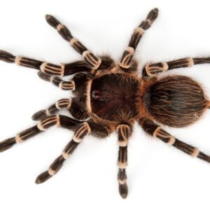 striped knee tarantula