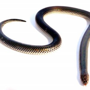 sunbeam snake for sale