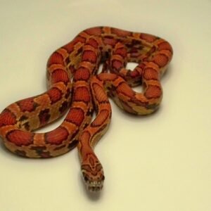 sunkissed corn snake