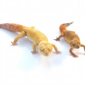 super giant leopard gecko