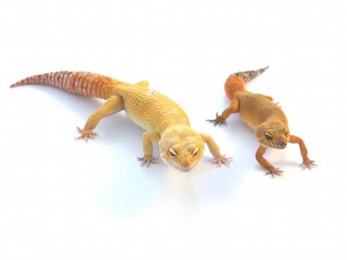super giant leopard gecko