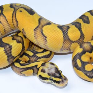 super pastel ball python