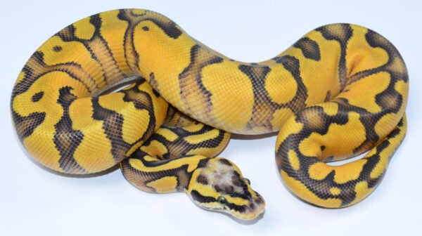 super pastel ball python
