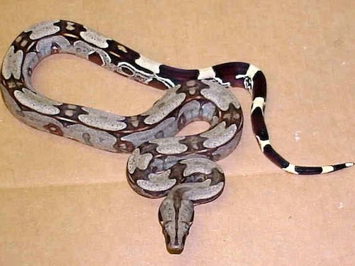 suriname red tail boa