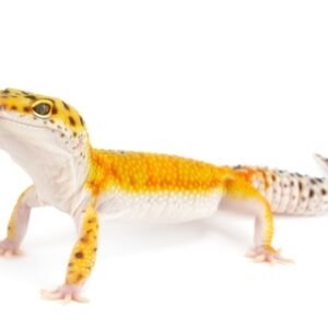 tangerine leopard gecko