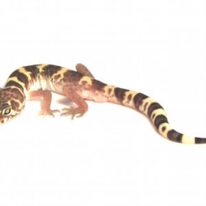 texas banded gecko