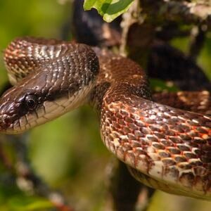 texas rat snake