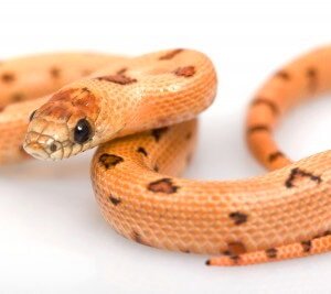 Lampropeltis mexicana thayeri