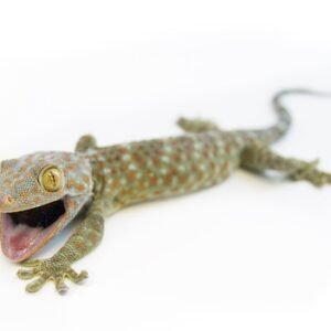 tokay gecko for sale