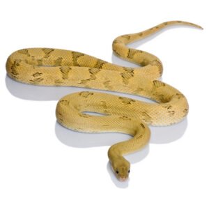 trans pecos rat snake