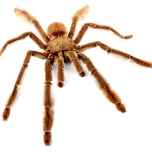 trinidad chevron tarantula