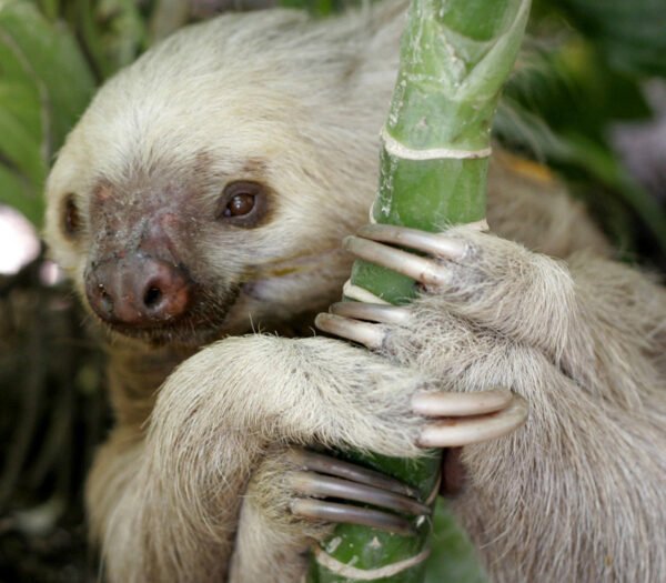 two toed sloth crossword