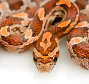 ultra corn snake