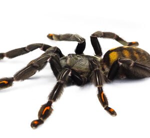 venezuelan suntiger tarantula