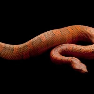viper boa