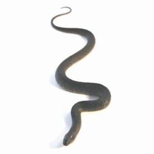 florida banded water snake​