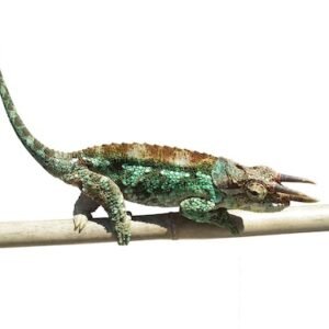 Veiled Chameleon