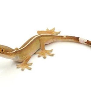 white lined gecko