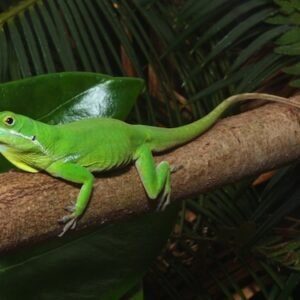 white lipped anole