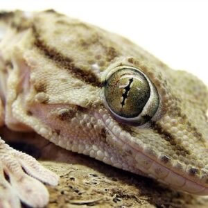 white spotted gecko