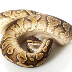 yellow belly ball python