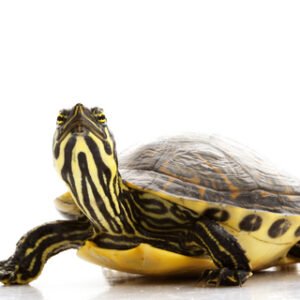 yellow bellied slider turtle