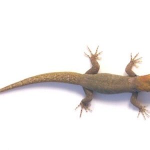 yellow headed gecko