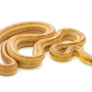 yellow rat snake