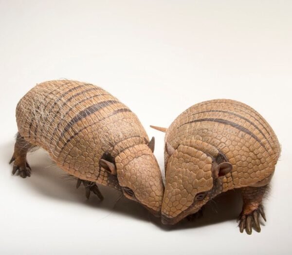 buy Three Banded Armadillo