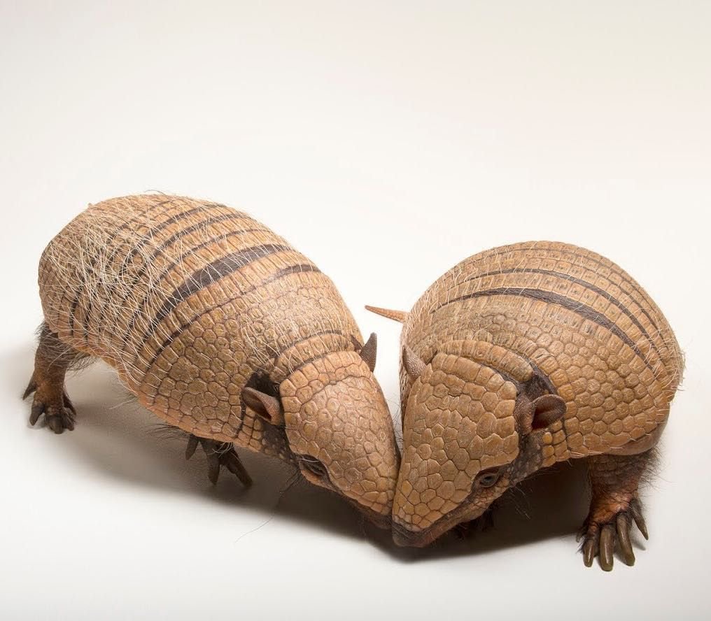 buy Three Banded Armadillo