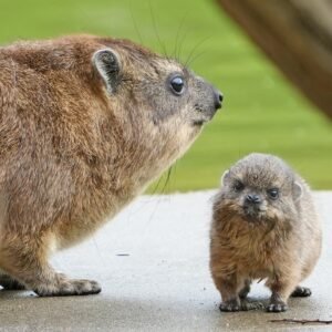 rock hyrax pet​