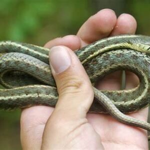 Baby Garter Snakes