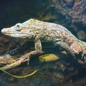 Cuban False Chameleon for sale