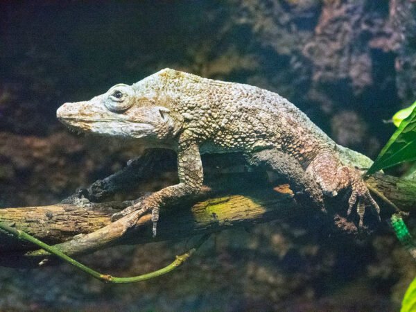 Cuban False Chameleon for sale