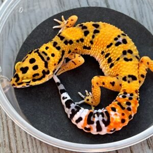 afghan leopard gecko