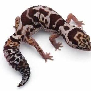 african fat tailed gecko