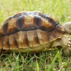 african sulcata tortoise