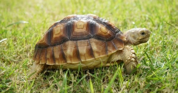african sulcata tortoise