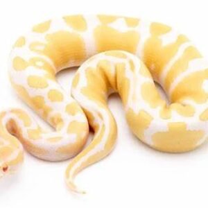albino ball python snake