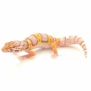 albino gecko leopard​