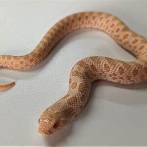 albino hognose snake