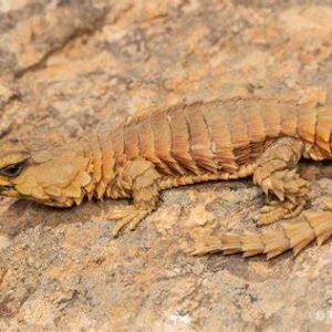 armadillo girdled lizard